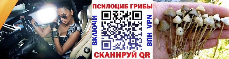 купить   Кимовск  Псилоцибиновые грибы GOLDEN TEACHER 